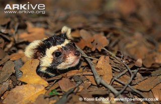 Illustration for article titled Monday Mustelid - Vormela peregusna Edition